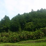 皮を仕入れている棕櫚山