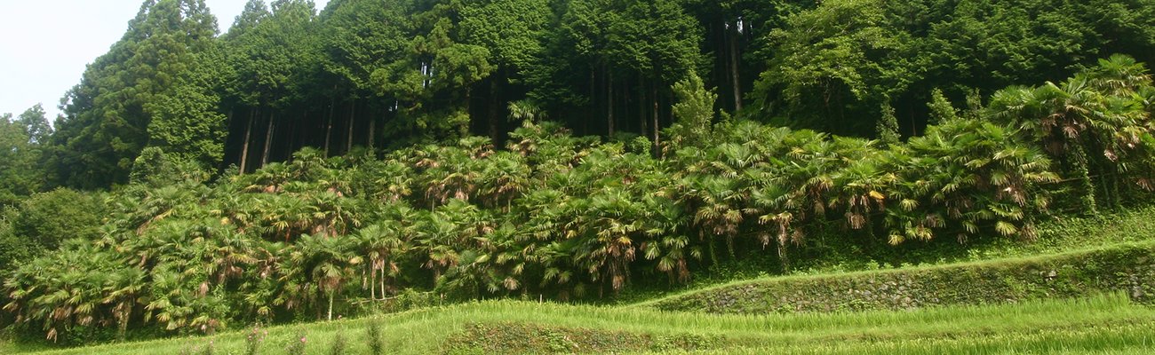 超可爱 和歌山県産 棕櫚の木使用 高級シュロたわし スリム S型 ミニ各1個 計3個セット